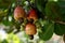 Cashew plantation in bahia