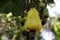 Cashew plantation in bahia