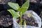 Cashew tree ,young plant in bag plastic