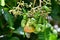 Cashewnut green in summer on plant growth look healthy and closeup