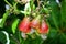 Cashewnut in summer on plant growth look healthy and closeup