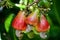 Cashewnut in summer on plant growth look healthy and closeup