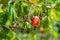 Cashewnut tree Cashew Apple Fruits Agriculture