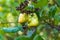 Cashewnut tree Cashew Apple Fruits Agriculture