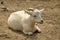 Cashmere goat