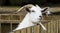 Cashmere Goat