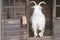 Cashmere Goat