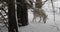 Cashmere Goat Walking in Woods in the Snow