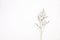 Caspia flower little purple flower plant isolated in white background in top view