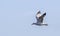 Caspian Gull in Flight