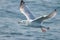 Caspian gull flying above the blue ocean