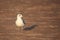 Caspian Gull (Larus cachinnans)