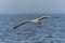 Caspian Gull Larus cachinnans in flight