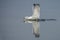 Caspian Gull Larus cachinnans just landed in the oder delta in Poland, europe. Blue background with writing space.