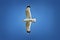 Caspian gull over colorful blue sky