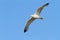 Caspian gull over colorful sky