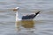 A Caspian Gull seagull settled on the sea.