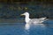 Caspian Gull on water