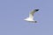 Caspian Gull or Yellow Legged Gull in flight / Larus cachinnans