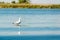 Caspian gulls, image taken in Danube Delta