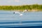 Caspian gulls, image taken in Danube Delta