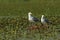 Caspian gulls on the nest