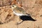 The Caspian Plover Charadrius asiaticus runs on the ground on an autumn day looking for food.