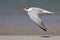 Caspian Tern