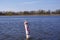 Caspian Tern on Buoy  825970