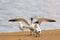 Caspian Tern Calls  707642