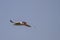 a caspian tern carrying fish in its mouth while flying over the bay