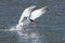 Caspian tern catches a fish from the lake and grasps it in his b