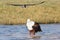 Caspian tern dive bombing a fish eagle