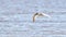 Caspian tern gliding over the Gulf of Mexico