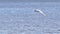 Caspian tern gliding over the Gulf of Mexico