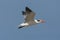 Caspian Tern, Hydroprogne caspia