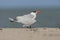 Caspian Tern, Hydroprogne caspia