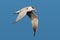 Caspian Tern (Hydroprogne caspia)