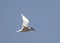 Caspian Tern, Reuzenstern, Hydroprogne caspia