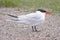 Caspian Tern In A Snow Storm