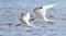 Caspian terns flying over the Gulf of Mexico