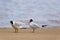 Caspian Terns Interact  707630