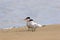 Caspian Terns Interact  707638