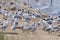 Caspian Terns Mate  805832