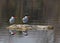 Caspian Terns Reflection