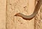 The Caspian whipsnake Dolichophis caspius crawl along the vertical clay wall