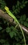 Casque Headed Iguana, laemanctus longipes, Adult standing on Branch