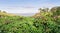 Cassava in the beautiful green countryside. Growing cassava, The cassava is the tropical food plant,it is a cash crop in Thailand