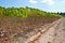 Cassava crop with blue sky