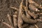 Cassava crop on the ground - Manihot esculenta